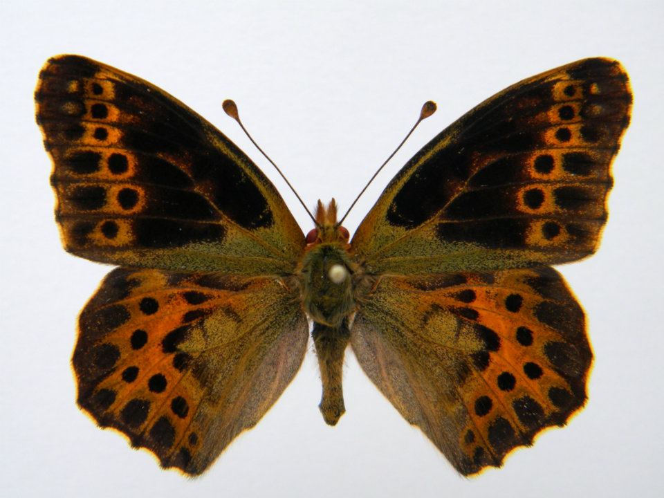 Issoria lathonia abb 6 (Internet Image property of respective owner, non-commercial use only)